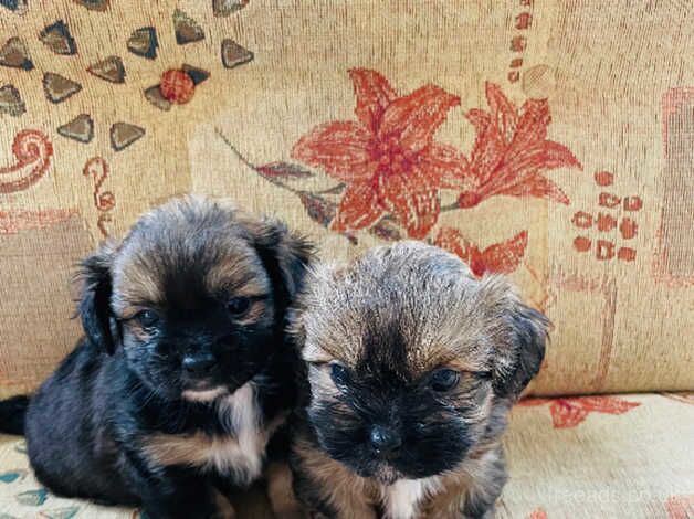 , Shih Tzu cross Yorkshire terrier for sale in Waltham Forest, London - Image 2