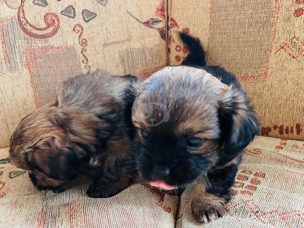 , Shih Tzu cross Yorkshire terrier for sale in Waltham Forest, London - Image 4