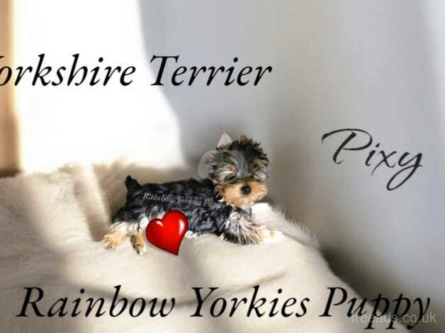 2 Miniature Size Yorkshire terrier boys for sale in Banbury, Oxfordshire - Image 1