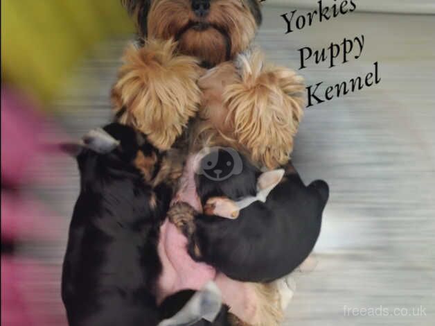 2 Miniature Size Yorkshire terrier boys for sale in Banbury, Oxfordshire - Image 2