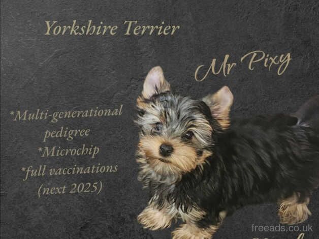 2 Miniature Size Yorkshire terrier boys for sale in Banbury, Oxfordshire - Image 3