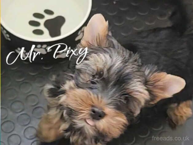 2 Miniature Size Yorkshire terrier boys for sale in Banbury, Oxfordshire - Image 4