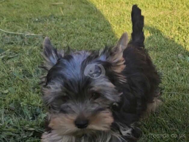 2 Miniature Size Yorkshire terrier boys for sale in Banbury, Oxfordshire - Image 5