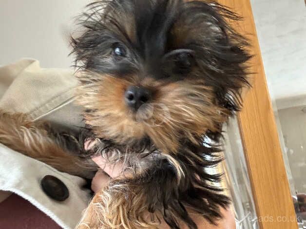 small female yorkie for sale in Barnstaple, Devon - Image 1