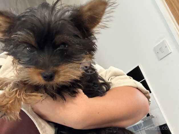 small female yorkie for sale in Barnstaple, Devon - Image 2