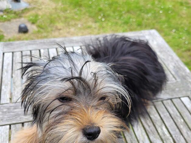 Small girl Yorkshire terrier for sale in New Romney, Kent - Image 1