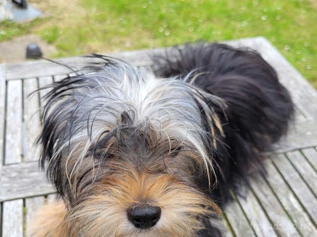 Small girl Yorkshire terrier for sale in New Romney, Kent - Image 2