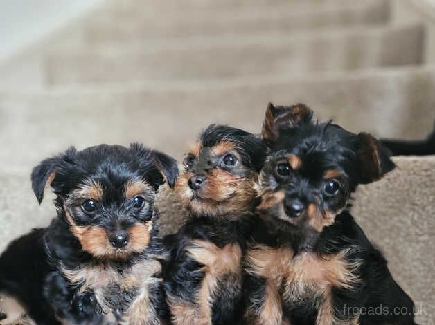 Small yorkies for sale. for sale in Wolverhampton, West Midlands - Image 1