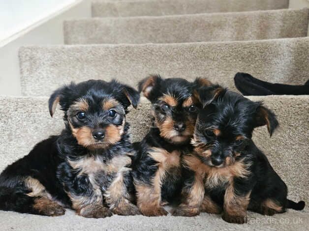 Small yorkies for sale. for sale in Wolverhampton, West Midlands - Image 2