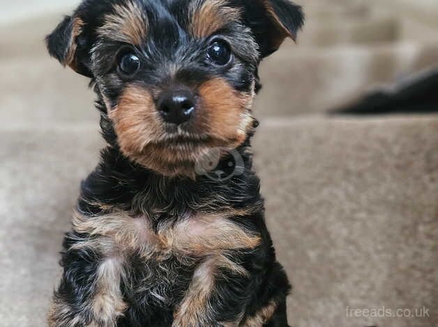 Small yorkies for sale. for sale in Wolverhampton, West Midlands - Image 3