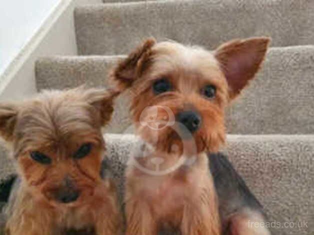 Small yorkies for sale. for sale in Wolverhampton, West Midlands - Image 4