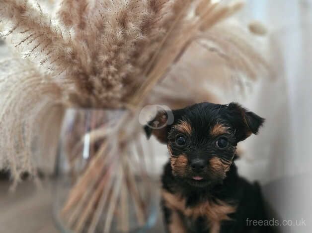 Small yorkies for sale. for sale in Wolverhampton, West Midlands - Image 5