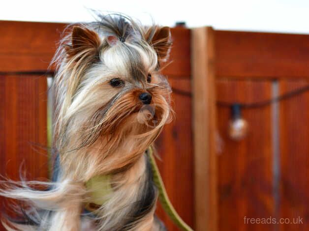 STEEL & TAN ADULT YORKIE MALE KC REG DNA TESTED for sale in Manchester, Greater Manchester - Image 2