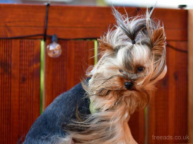 STEEL & TAN ADULT YORKIE MALE KC REG DNA TESTED for sale in Manchester, Greater Manchester - Image 4