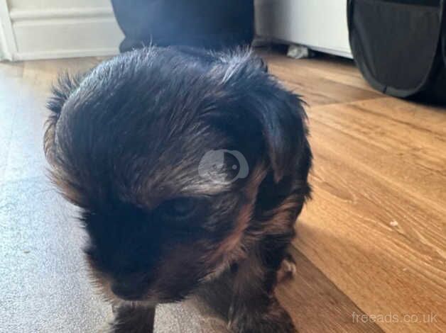 Stunning black and tan Yorkies miniature for sale in Bridgwater, Somerset