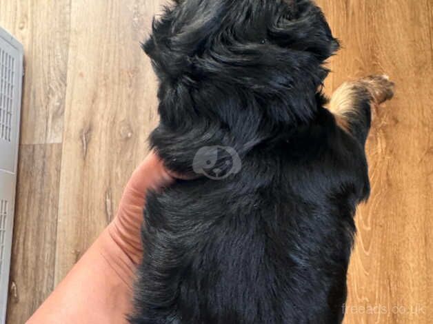 Stunning black and tan Yorkies miniature for sale in Bridgwater, Somerset - Image 2