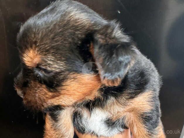 Stunning black and tan Yorkies miniature for sale in Bridgwater, Somerset - Image 3