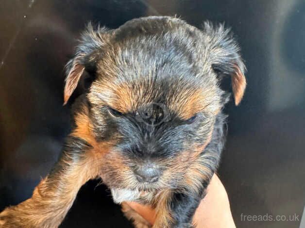 Stunning black and tan Yorkies miniature for sale in Bridgwater, Somerset - Image 5