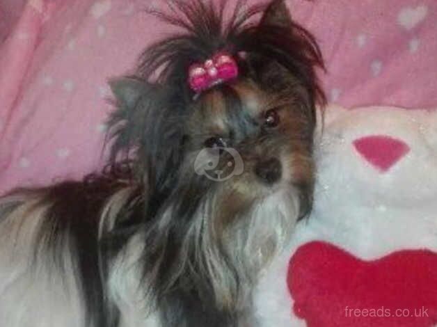 Stunning mini Biewer Yorkshire terrier boy for sale in Romford, Dorset - Image 4