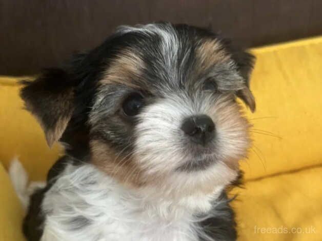 Stunning mini Biewer Yorkshire terrier boy for sale in Romford, Dorset - Image 5