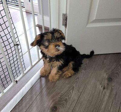 Stunning mini Yorkie pups ready now for sale in Chapel Chorlton, Staffordshire