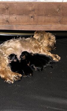 Stunning mini Yorkie pups ready now for sale in Chapel Chorlton, Staffordshire - Image 2