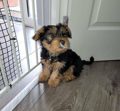 Stunning mini Yorkie pups ready now for sale in Chapel Chorlton, Staffordshire - Image 3