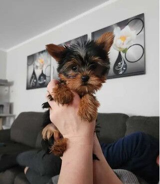 Stunning mini Yorkie pups ready now for sale in Chapel Chorlton, Staffordshire - Image 4