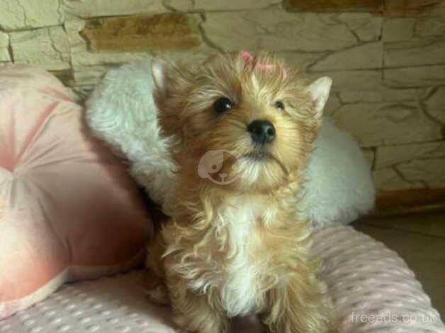 Stunning Miniature Yorkshire terrier girl for sale in Romford, Dorset