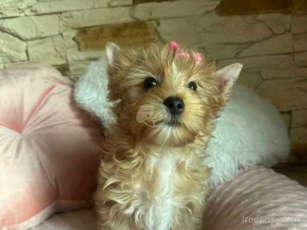 Stunning Miniature Yorkshire terrier girl for sale in Romford, Dorset - Image 2