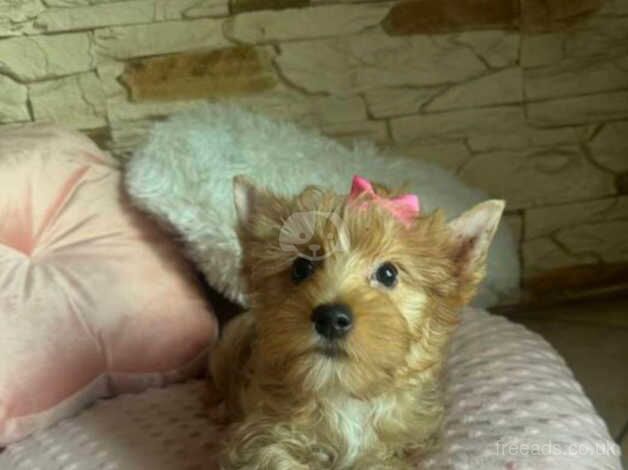 Stunning Miniature Yorkshire terrier girl for sale in Romford, Dorset - Image 3