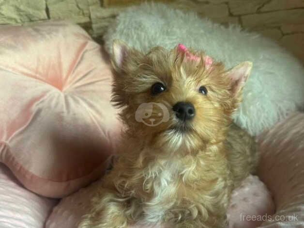 Stunning Miniature Yorkshire terrier girl for sale in Romford, Dorset - Image 4