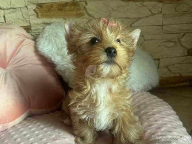 Stunning Miniature Yorkshire terrier girl for sale in Romford, Dorset - Image 5