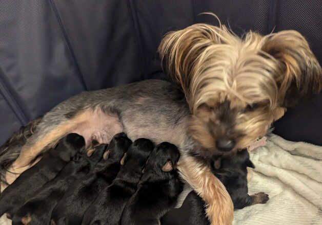 Stunning Yorkshire terrier male for sale in Newcastle upon Tyne, Tyne and Wear