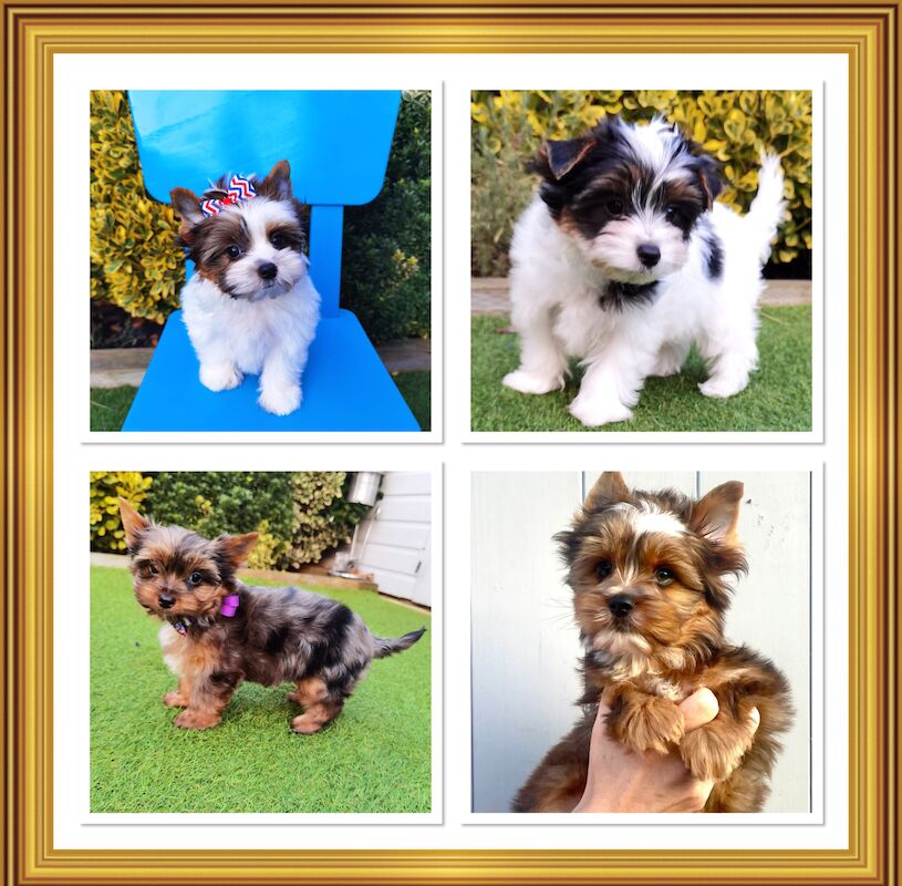 Stunning Yorkshire terrier pups for sale in Pitsea, Essex