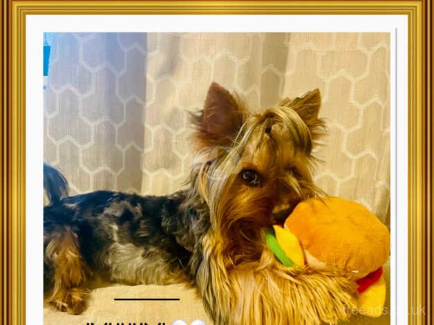 Stunning Yorkshire Terrier Pups for sale in Basildon, Essex - Image 2