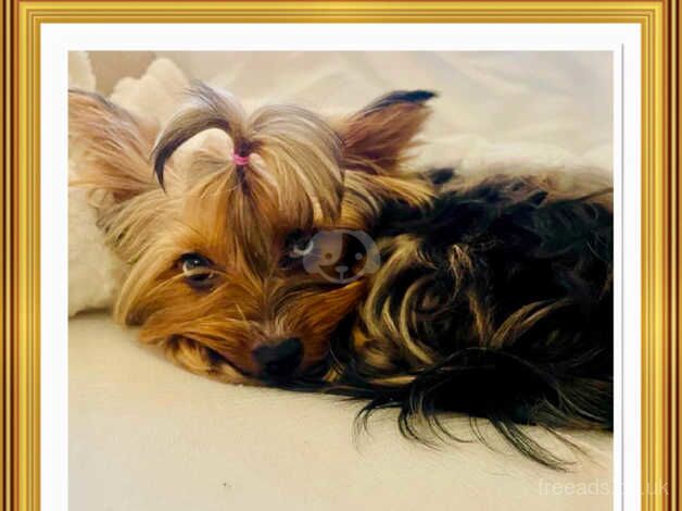 Stunning Yorkshire Terrier Pups for sale in Basildon, Essex - Image 5