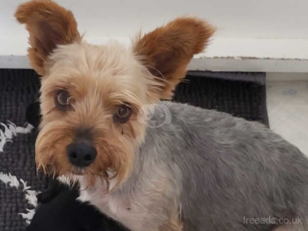 Stunning Yorkshire Terrier X Poodle puppies. From Licence breeder. for sale in Swindon, Staffordshire - Image 1