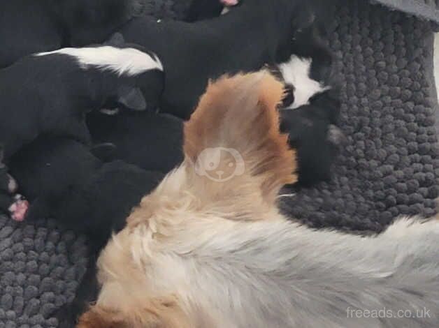 Stunning Yorkshire Terrier X Poodle puppies. From Licence breeder. for sale in Swindon, Staffordshire - Image 3