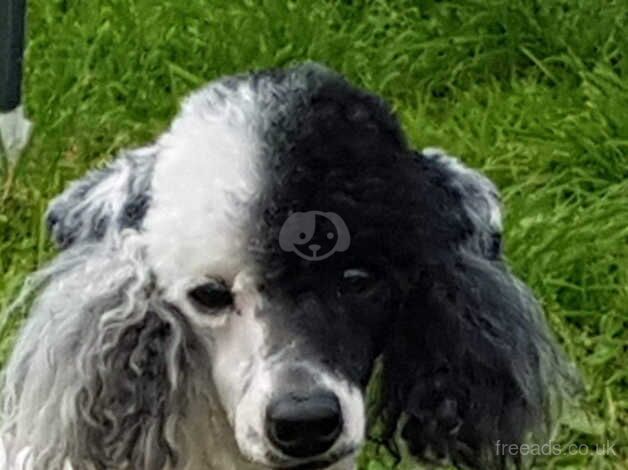 Stunning Yorkshire Terrier X Poodle puppies. From Licence breeder. for sale in Swindon, Staffordshire - Image 4