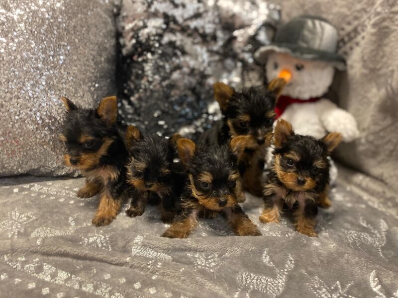 Super quite Yorkshire terriers Ready now for sale in Leyland, Lancashire - Image 4