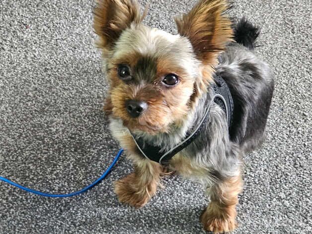 Teacup Yorkie for sale in Aberdeen, Aberdeen City - Image 1