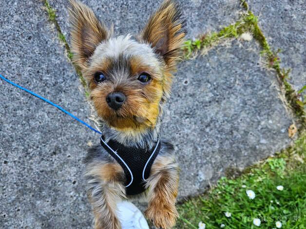 Teacup Yorkie for sale in Aberdeen, Aberdeen City - Image 3