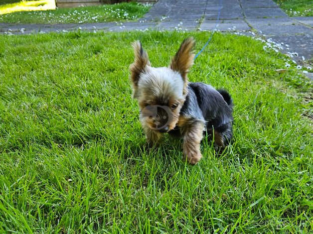 Teacup Yorkie for sale in Aberdeen, Aberdeen City - Image 4