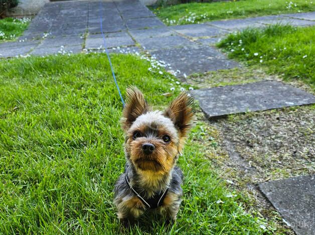 Teacup Yorkie for sale in Aberdeen, Aberdeen City - Image 5