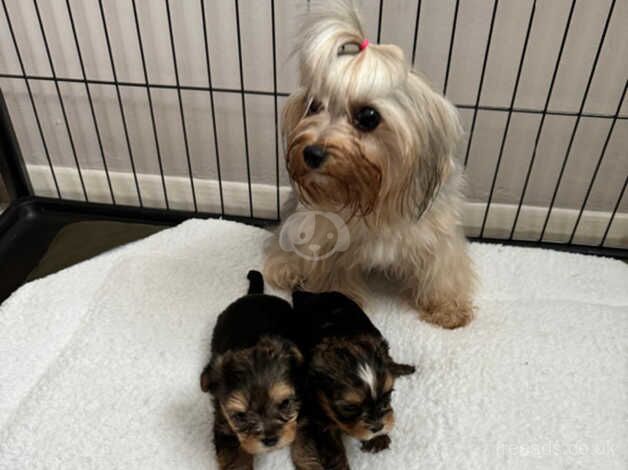 Teacup Yorkshire terrier puppies for sale in Camberley, Surrey