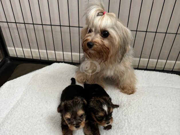 Teacup Yorkshire terrier puppies for sale in Camberley, Surrey - Image 1