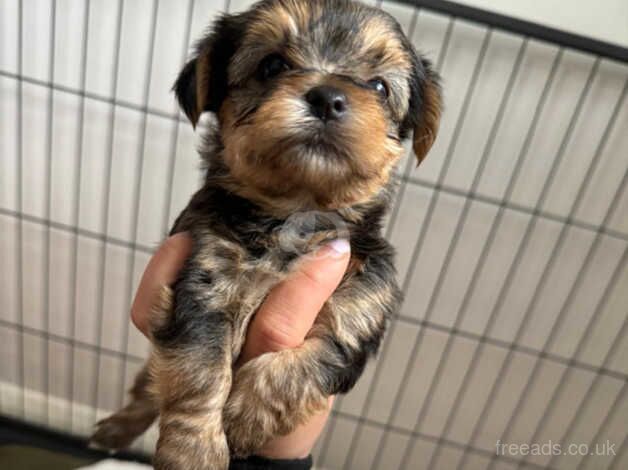 Teacup Yorkshire terrier puppies for sale in Camberley, Surrey - Image 2