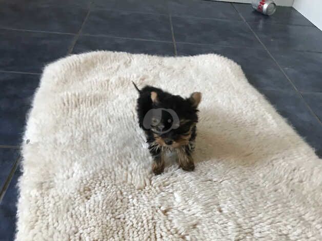 Teacup Yorkshire Terrier puppies for sale in Lancing, West Sussex - Image 1