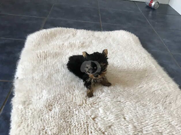 Teacup Yorkshire Terrier puppies for sale in Lancing, West Sussex - Image 2